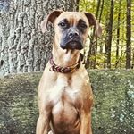 Profile Picture of Michael Krautkrämer (@diana_boxermix) on Instagram