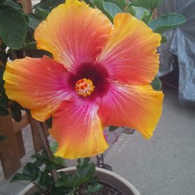 Profile Picture of Marlene McCulloch (@marleneracing5) on Pinterest