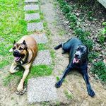 Profile Picture of Rex & Rain (@rr_canecorsos) on Instagram