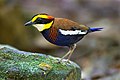 Profile Picture of Malayan banded pittaon Wikipedia