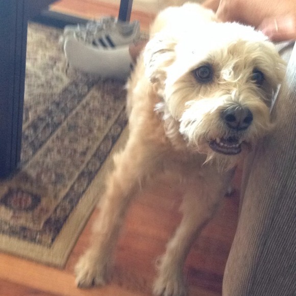 Profile Picture of Amanda Lepovsky (@amandal2468) on Poshmark