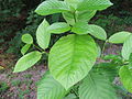 Mitragyna speciosa - Wikipedia - Wikipedia Profile Picture of Mitragyna speciosa - Wikipediaon Wikipedia