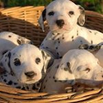 Profile Picture of Clifford Vogel (@relyterfet) on Instagram