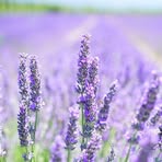 Profile Picture of Zachary Wild (@Zachary-Wild) on Facebook