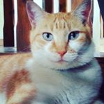 Profile Picture of Eladio Carbonell Rodríguez (@eladio_carbonel_r) on Instagram