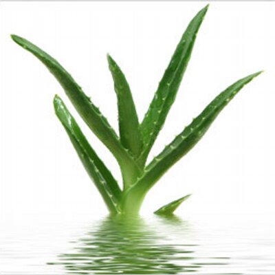 Profile Picture of Stuart Findlay (@AloeSocial) on Twitter