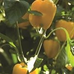 Profile Picture of Wayne Hodgson (@thanetearthjobs) on Instagram