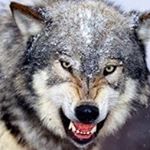 Profile Picture of Daniel Wolfgang (@wolves_spirit69) on Instagram
