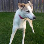 Profile Picture of Erik Lloyd (@big.doggie) on Instagram