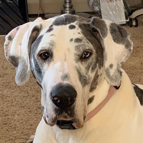 Profile Picture of Janet Tofani (@the2fanies) on Poshmark