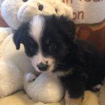 Profile Picture of Paula Paré (@blackberries_and_bramble) on Instagram