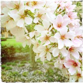 Profile Picture of Lisa Sharrow (@lisa_sharrow) on Pinterest