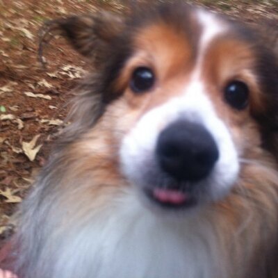 Profile Picture of Jenny Colley (@colley_jenny) on Twitter