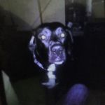 Profile Picture of shallen gross aka Eleven (@sh.era4474) on Instagram