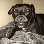 Profile Picture of Abbey Foster Stabley (@princess_abbey_pitbull) on Instagram