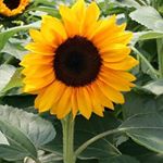 Profile Picture of Valerie (@sunflowerhooks) on Instagram