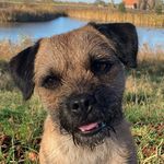 Profile Picture of Sprockel (@sprockel.the.border.terrier) on Instagram