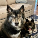 Profile Picture of Remix & Ava Dinges-Souza (@remix_and_ava) on Instagram