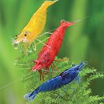 Profile Picture of THE FISH STUDIO (@david._.blades) on Instagram