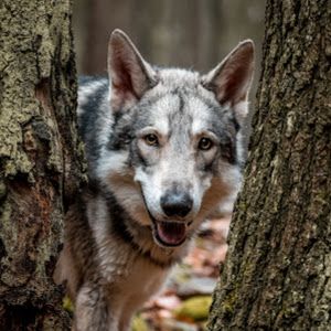 Profile Picture of coreehall6 (@coreehall6) on Tiktok