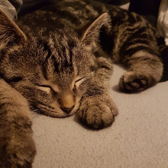 Cedrick Verbanac - Poshmark Profile Picture of Cedrick Verbanac (@cedyced432) on Poshmark