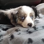 Profile Picture of Dixie Smith (@dixie.theaussie) on Instagram