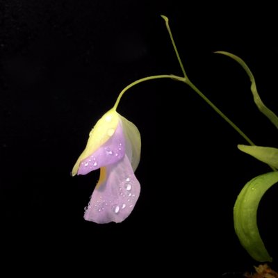 Profile Picture of William Wey (@WilliamWey2) on Twitter