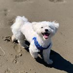 Profile Picture of Sammy Sampson (@sammy_sampson_thedog) on Instagram