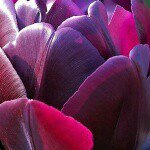 Profile Picture of Yolanda Clements (@cherry.garcia.3) on Instagram