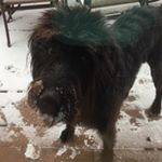 Profile Picture of Misty Navas (@misty_thecabbageleaf) on Instagram