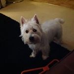 Profile Picture of Alison Harling (@alisonharling) on Instagram