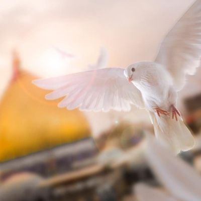 Profile Picture of Hussein Sobh | حسين صبح (@husseinsobhlb) on Twitter