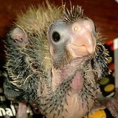 Profile Picture of Jeremy Mclaughlin (@scrubmuffin101) on Twitter