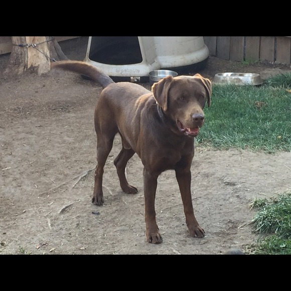 Profile Picture of Laural Gadison (@lauralgad) on Poshmark