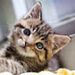 Profile Picture of Joseph Calodich (@calodich) on Pinterest