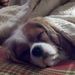 Profile Picture of Lisa Varesio (@bugg6162) on Pinterest