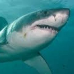 Profile Picture of Peter Stein (@petersteinknows) on Twitter
