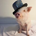 Profile Picture of 🐽 Peter Castro 🐽 (@peter_the_piggg) on Instagram