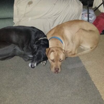 Profile Picture of Joe Ciccone (@jaciccone94) on Twitter