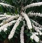 Profile Picture of Rigoberto Capetillo (@rigoberto.capetillo.14) on Facebook