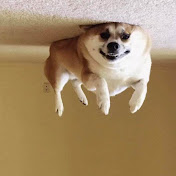 Profile Picture of Cameron Groves (@camerongroves4288) on Youtube