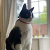 Profile Picture of Alex Papadopoulos (@@imalexnow) on Tiktok