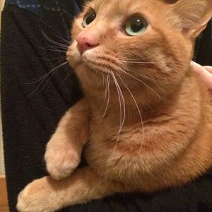 Profile Picture of Kenshiro (@boss_neko_) on Myspace