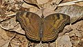 Profile Picture of Junonia iphitaon Wikipedia