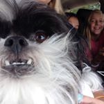 Profile Picture of Ruby, Baxter, And Jenny (@rubybaxterjenny) on Instagram