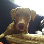Profile Picture of Shawn Murphy Alves dos Santos (@shawn_murphy_pitbull) on Instagram