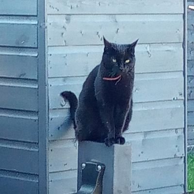 (((Ross))) - Twitter Profile Picture of (((Ross))) (@Bert30955152) on Twitter