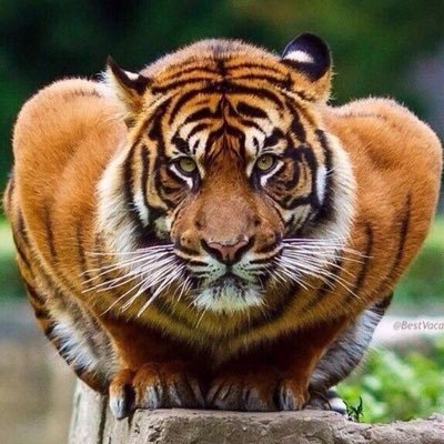 Profile Picture of Matt Burgess (@mutigers69) on Twitter