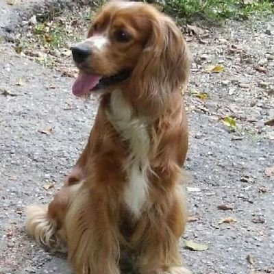 Profile Picture of Joel Campos (@joelcampos1313) on Twitter