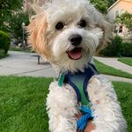 Profile Picture of Benjamin Mowers (@benji.the.morkiepoo) on Instagram